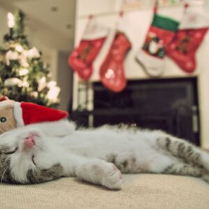 Kot z choinką, fot. Jacek Dudzinski |48272445 Dreamstime.com