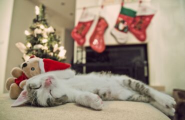 Kot kontra choinka – co robić