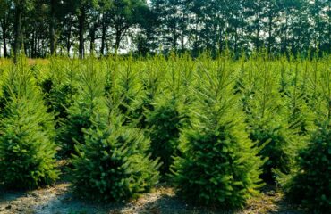 Choinka naprawdę ekologiczna